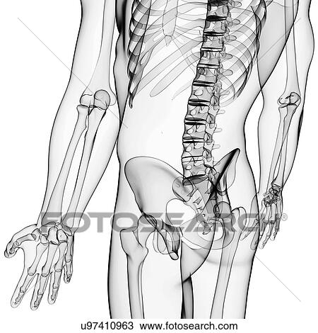 Human skeleton, artwork View Large Illustration Drawing - Human skeleton, artwork. Fotosearch