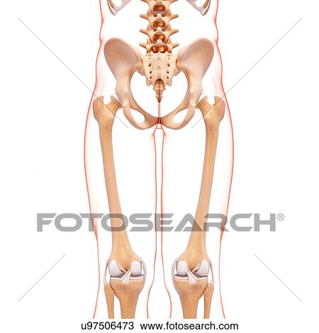 Human skeleton, artwork View Large Illustration Drawing - Human skeleton, artwork. Fotosearch