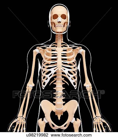 Human skeleton, artwork View Large Illustration Drawing - Human skeleton, artwork. Fotosearch