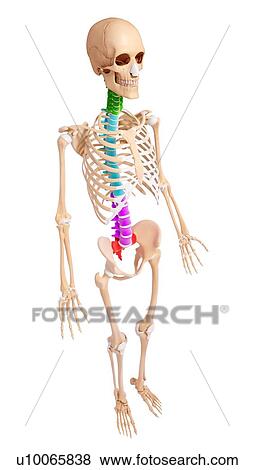 Human skeleton, artwork View Large Illustration Stock Illustration - Human skeleton, artwork. Fotosearch