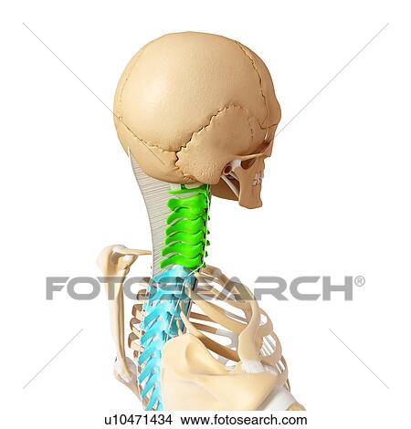 Stock Illustration - Human skeleton, artwork. Fotosearch