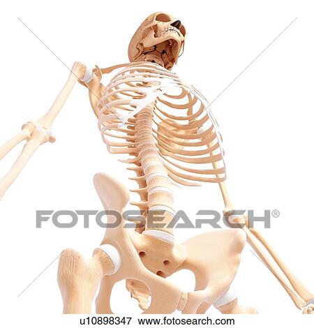Human skeleton, artwork View Large Illustration Stock Illustration - Human skeleton, artwork. Fotosearch
