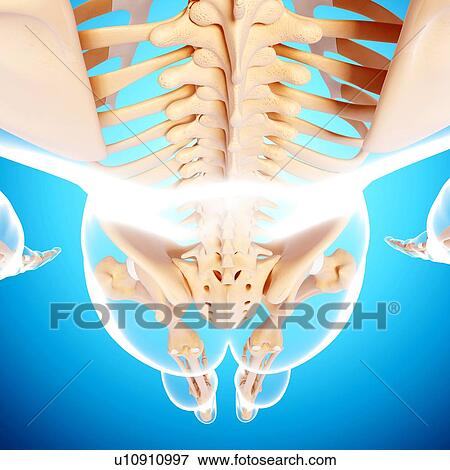 Human skeleton, artwork View Large Illustration Stock Illustration - Human skeleton, artwork. Fotosearch