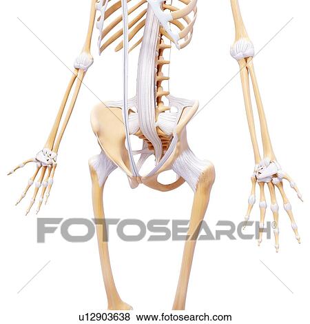 Stock Illustration - Human skeleton, artwork. Fotosearch