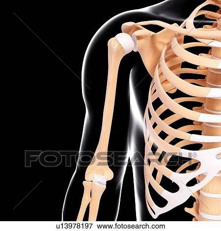 Human skeleton, artwork View Large Illustration Stock Illustration - Human skeleton, artwork. Fotosearch