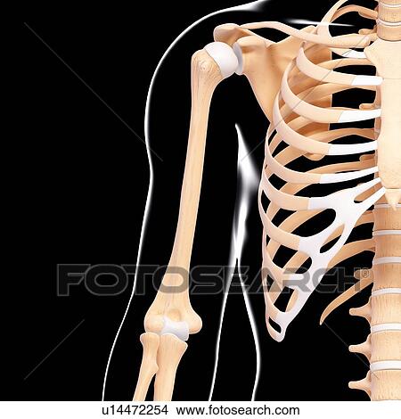 Human skeleton, artwork View Large Illustration Stock Illustration - Human skeleton, artwork. Fotosearch