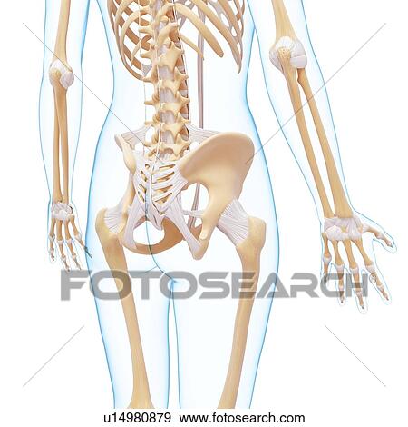 Human skeleton, artwork View Large Illustration Stock Illustration - Human skeleton, artwork. Fotosearch