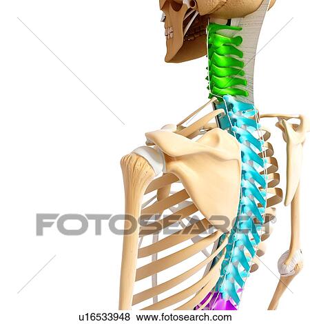 Human skeleton, artwork View Large Illustration Stock Illustration - Human skeleton, artwork. Fotosearch