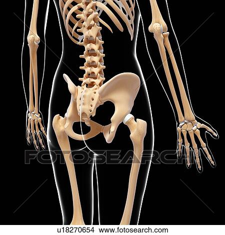Human skeleton, artwork View Large Illustration Stock Illustration - Human skeleton, artwork. Fotosearch