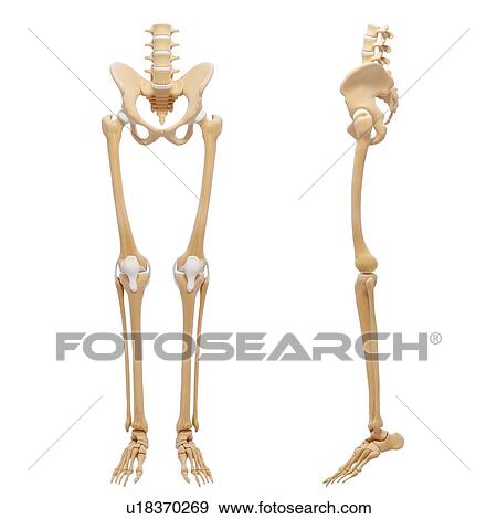 Human skeleton, artwork View Large Illustration Stock Illustration - Human skeleton, artwork. Fotosearch