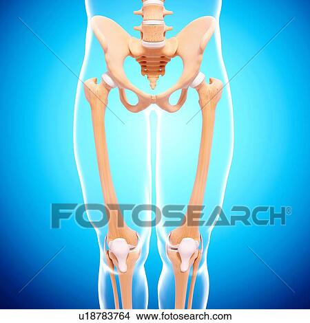 Human skeleton, artwork View Large Illustration Stock Illustration - Human skeleton, artwork. Fotosearch