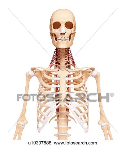 Human skeleton, artwork View Large Illustration Stock Illustration - Human skeleton, artwork. Fotosearch