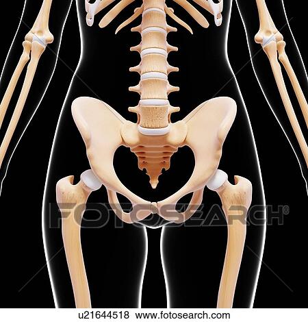 Human skeleton, artwork View Large Illustration Stock Illustration - Human skeleton, artwork. Fotosearch