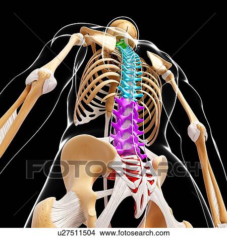 Human skeleton, artwork View Large Illustration Stock Illustration - Human skeleton, artwork. Fotosearch
