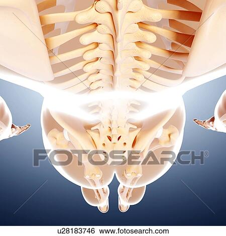 Human skeleton, artwork View Large Illustration Stock Illustration - Human skeleton, artwork. Fotosearch