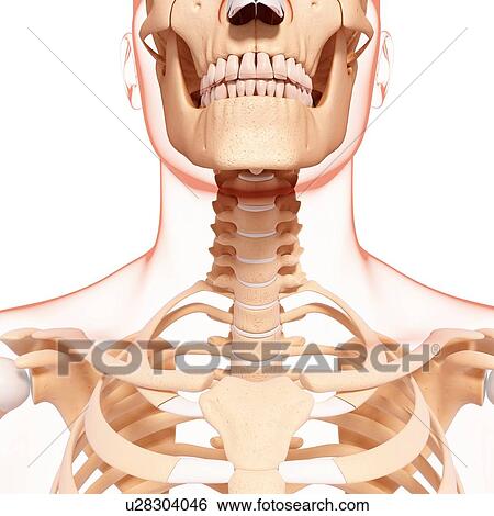 Human skeleton, artwork View Large Illustration Stock Illustration - Human skeleton, artwork. Fotosearch