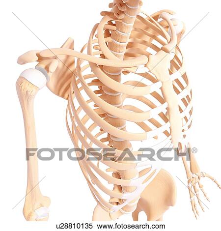 Human skeleton, artwork View Large Illustration Stock Illustration - Human skeleton, artwork. Fotosearch
