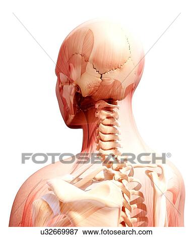 Stock Illustration - Human skeleton, artwork. Fotosearch