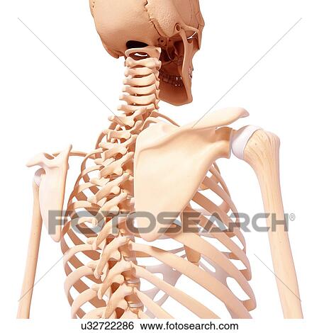 Stock Illustration - Human skeleton, artwork. Fotosearch