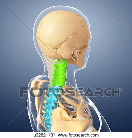 Stock Illustration - Human skeleton, artwork. Fotosearch