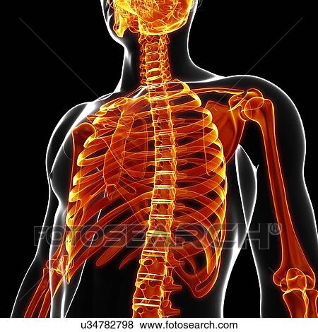 Human skeleton, artwork View Large Illustration Stock Illustration - Human skeleton, artwork. Fotosearch
