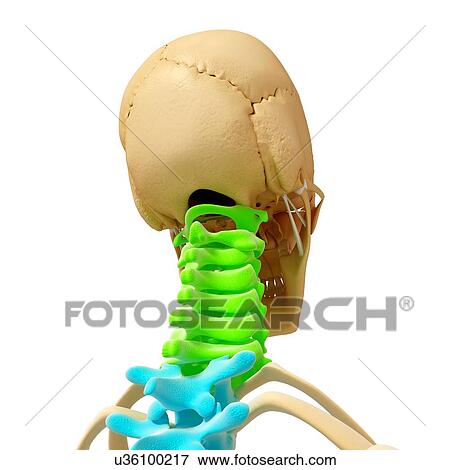 Stock Illustration - Human skeleton, artwork. Fotosearch