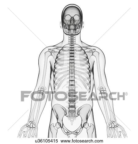 Human skeleton, artwork View Large Illustration Stock Illustration - Human skeleton, artwork. Fotosearch