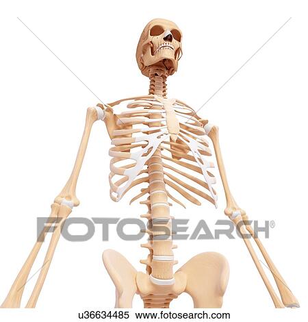Human skeleton, artwork View Large Illustration Stock Illustration - Human skeleton, artwork. Fotosearch