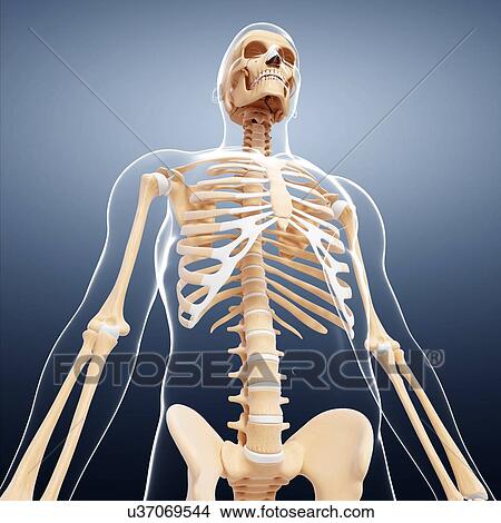 Human skeleton, artwork View Large Illustration Stock Illustration - Human skeleton, artwork. Fotosearch