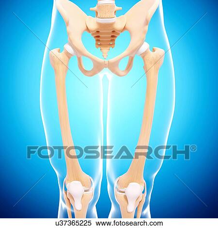 Human skeleton, artwork View Large Illustration Stock Illustration - Human skeleton, artwork. Fotosearch