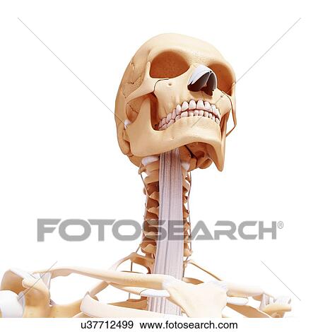 Human skeleton, artwork View Large Illustration Stock Illustration - Human skeleton, artwork. Fotosearch