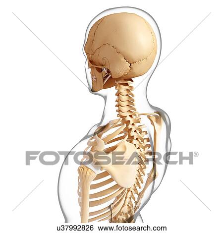 Human skeleton, artwork View Large Illustration Stock Illustration - Human skeleton, artwork. Fotosearch