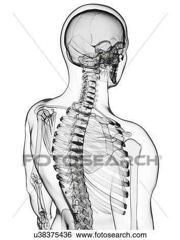 Human skeleton, artwork View Large Illustration Stock Illustration - Human skeleton, artwork. Fotosearch