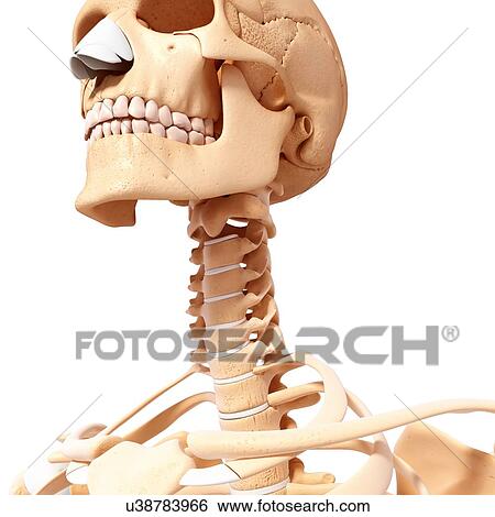 Stock Illustration - Human skeleton, artwork. Fotosearch