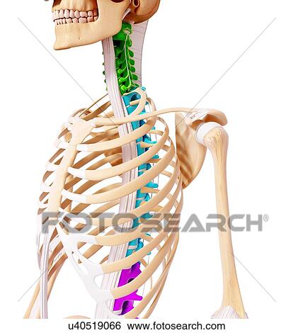 Human skeleton, artwork View Large Illustration Stock Illustration - Human skeleton, artwork. Fotosearch