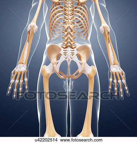 Human skeleton, artwork View Large Illustration Stock Illustration - Human skeleton, artwork. Fotosearch