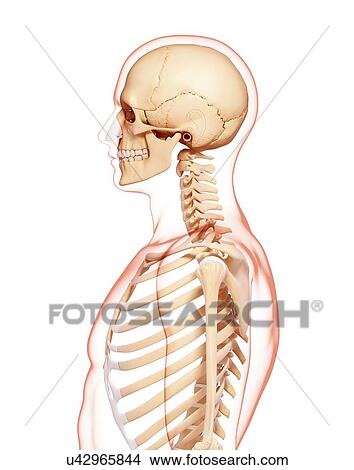 Stock Illustration - Human skeleton, artwork. Fotosearch