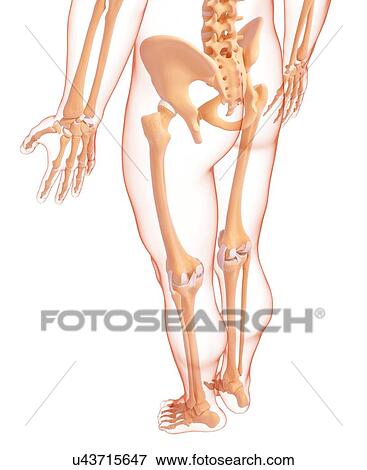 Human skeleton, artwork View Large Illustration Stock Illustration - Human skeleton, artwork. Fotosearch