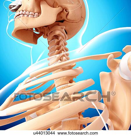 Human skeleton, artwork View Large Illustration Stock Illustration - Human skeleton, artwork. Fotosearch