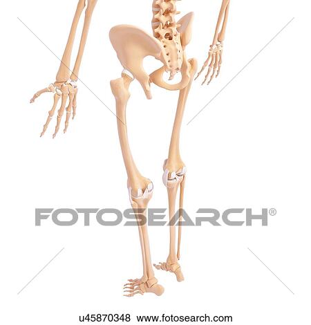 Human skeleton, artwork View Large Illustration Stock Illustration - Human skeleton, artwork. Fotosearch