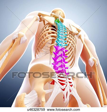 Stock Illustration - Human skeleton, artwork. Fotosearch