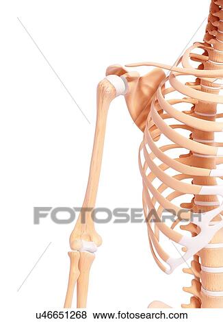 Human skeleton, artwork View Large Illustration Stock Illustration - Human skeleton, artwork. Fotosearch