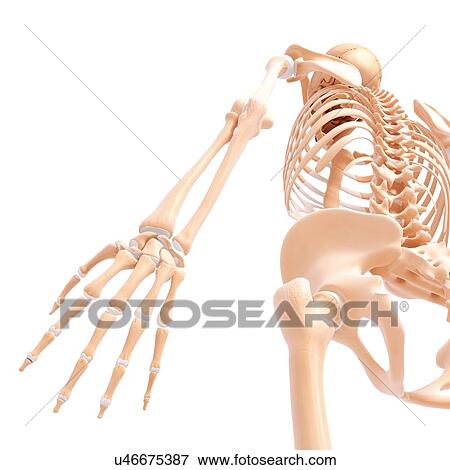Human skeleton, artwork View Large Illustration Stock Illustration - Human skeleton, artwork. Fotosearch