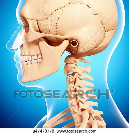 Human skeleton, artwork View Large Illustration Stock Illustration - Human skeleton, artwork. Fotosearch