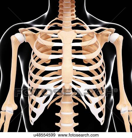 Human skeleton, artwork View Large Illustration Stock Illustration - Human skeleton, artwork. Fotosearch