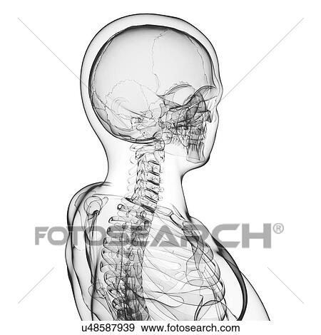 Human skeleton, artwork View Large Illustration Stock Illustration - Human skeleton, artwork. Fotosearch