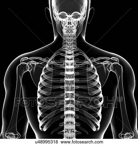 Stock Illustration - Human skeleton, artwork. Fotosearch