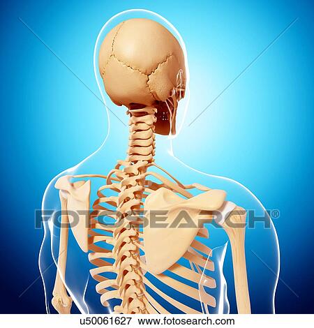 Human skeleton, artwork View Large Illustration Stock Illustration - Human skeleton, artwork. Fotosearch