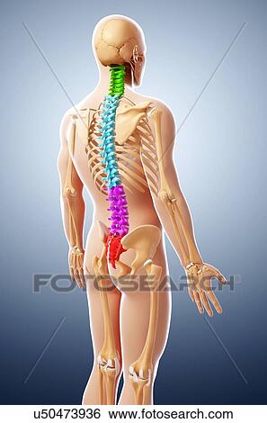 Human skeleton, artwork View Large Illustration Stock Illustration - Human skeleton, artwork. Fotosearch