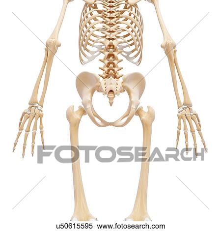 Human skeleton, artwork View Large Illustration Stock Illustration - Human skeleton, artwork. Fotosearch
